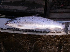Fin morgenfisk fra Bøgeskov, fanget på flue og bombarder flåd