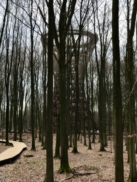 skovtårnet set gennem nøgne træer